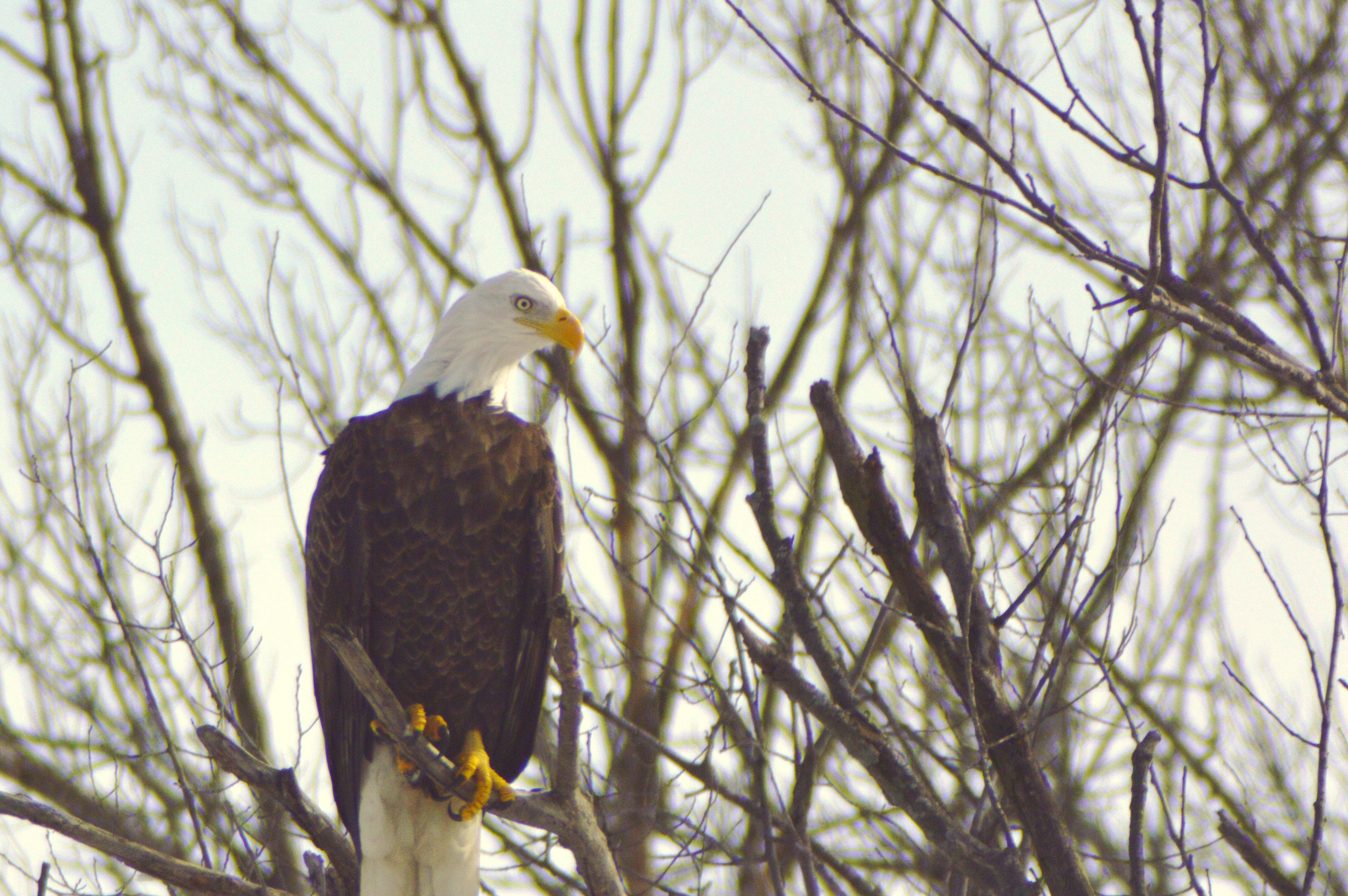 Bald Eagle Watching 12-29-30 019